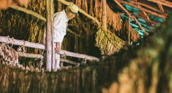 A Capello grower resting among hanging tobacco leaves