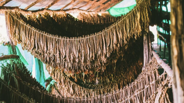 Tobacco leaves hung to cure inside a Capello barn